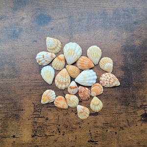 Puede incluir: Una colección de pequeñas conchas marinas en forma de abanico en varios tonos de blanco, crema y naranja. Cada concha presenta una textura estriada distintiva que irradia desde la base hasta el borde festoneado, mostrando variaciones naturales.