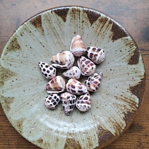 May include: A collection of eleven small cone shells with brown and white spotted patterns resting inside a round, shallow ceramic bowl featuring a beige and brown radial glaze design with a textured, speckled finish on the surface.