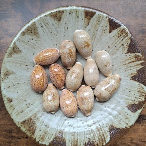 May include: A collection of twelve smooth, oval-shaped cowrie shells with mottled brown and tan patterns resting inside a shallow, round ceramic bowl featuring a beige and dark brown speckled glaze with a radiating, petal-like design.