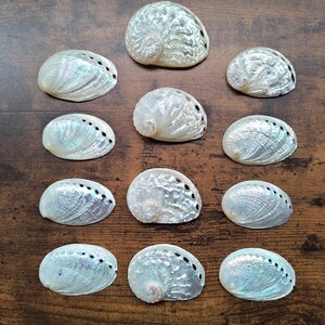 May include: A collection of eleven iridescent abalone shells arranged in a grid. Each shell features a smooth, pearlescent surface with natural ridges and a row of small, dark, circular holes along the curved edge, displaying a spectrum of colours.