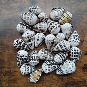 Puede incluir: Una colección de conchas marinas en forma de cono con superficies blancas y patrones geométricos de cuadrícula y manchas de color marrón oscuro o negro. Las conchas varían en tamaño y orientación, mostrando texturas naturales y ápices puntiagudos.