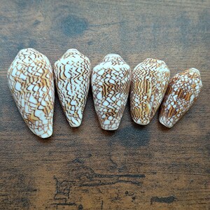 May include: Five cone shells arranged in a row, each featuring a white base colour with intricate, dark brown, net-like patterns covering the exterior. The shells vary slightly in size and shape, displaying a pointed apex and a tapered base.