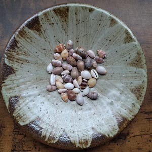 Set med 40 mycket små snäckskal, snäckor för hantverk, kauri, kauri