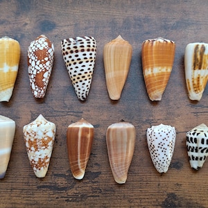 May include: A collection of twelve cone shells arranged in two rows. The shells display various patterns including brown and white mottled spots, dark brown geometric markings, solid tan shades, and horizontal white bands on smooth surfaces.