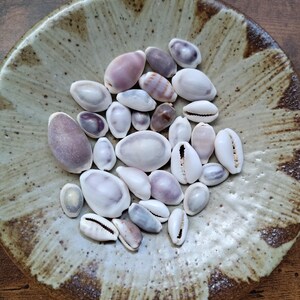 Puede incluir: Una colección de pequeñas conchas de cauri lisas y ovaladas en tonos blanco, crema y morado suave, que descansan dentro de un cuenco de cerámica redondo y poco profundo con un acabado de esmalte moteado beige y marrón.
