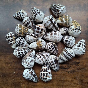May include: A collection of cone shells featuring a variety of patterns including dark brown and black geometric markings, spots, and stripes on white and tan backgrounds. These marine gastropod shells are conical in shape with pointed ends.