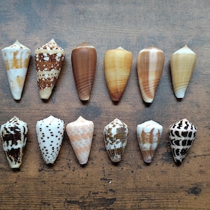 May include: A collection of twelve cone shells arranged in two rows. The shells display various patterns and colors, including white, brown, tan, and black, with spotted, striped, and solid textures. Each shell has a pointed apex.