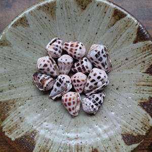 May include: A collection of eleven small cone shells with white surfaces and dark brown spotted patterns. The shells are clustered together in the centre of a round, shallow ceramic bowl featuring a light beige glaze with dark brown speckles.
