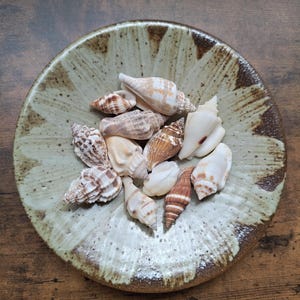 Può includere: Una collezione di varie piccole conchiglie in tonalità bianco, marrone chiaro e marrone scuro all'interno di una ciotola rotonda in ceramica. La ciotola presenta uno smalto crema maculato con motivi a pennellate radianti marrone scuro sul bordo.