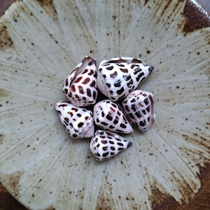 May include: A collection of five small cone shells with white surfaces and dark brown, rectangular, grid-like spots. The shells are clustered together in the centre of a round, shallow ceramic bowl featuring a cream-coloured glaze with brown speckles.