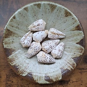 Puede incluir: Una colección de siete conchas cónicas blancas con manchas de color marrón oscuro dispuestas en el centro de un cuenco de cerámica redondo y poco profundo. El cuenco presenta un interior texturizado de color beige claro con pinceladas.