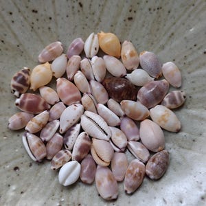 Op de afbeelding: Een verzameling kleine, gladde kauri-schelpen in diverse tinten wit, crème, beige, bruin en zachtpaars. De schelpen hebben natuurlijke glanzende oppervlakken, ovale vormen en kenmerkende in de lengte lopende spleten aan de onderzijde.