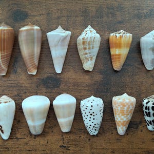 May include: A collection of twelve cone shells arranged in two rows. The shells display various patterns and colours, including solid tan, white, orange-brown stripes, brown spots, and black markings on a white base, all with a conical shape.