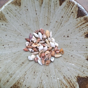 Puede incluir: Una colección de pequeñas conchas marinas variadas en tonos blanco, bronceado, marrón y rosa, agrupadas en el centro de un cuenco de cerámica redondo y moteado con un esmalte beige claro y patrones de pinceladas radiantes en marrón oscuro.
