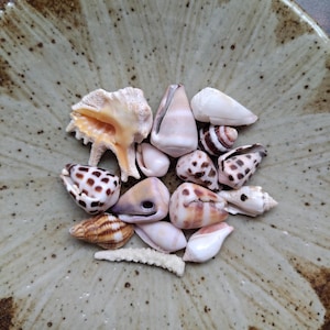 Set of 15 small seashells, shells for crafts, cone shell