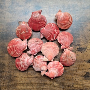 Può includere: Una collezione di dodici conchiglie a ventaglio in varie tonalità di rosa, corallo e arancione rossastro. Ogni conchiglia presenta una distinta consistenza a coste che si irradia dalla cerniera, con alcuni sottili motivi bianchi maculati.