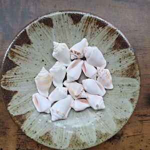 Può includere: Una collezione di piccole conchiglie coniche, lisce, color bianco sporco e marrone chiaro, adagiate all'interno di una ciotola in ceramica rotonda e poco profonda. La ciotola presenta uno smalto verde chiaro maculato con bordi marrone scuro.