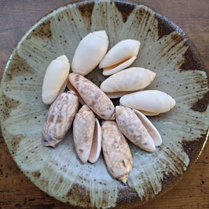 Set of 10 small seashells, shells for crafts, olive shell