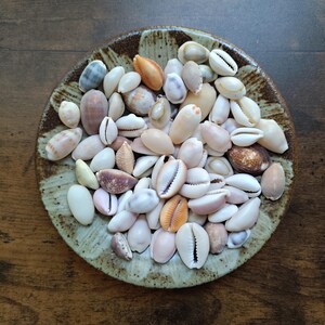 Set of 70 small seashells, shells for crafts, cowry, cowrie
