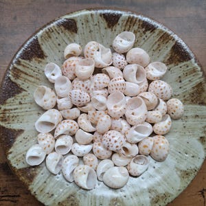 May include: A collection of small, off-white sea shells with brown spots resting in a round, shallow ceramic bowl. The bowl features a decorative pattern with dark brown, textured edges and a lighter, speckled centre area.