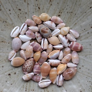 Puede incluir: Una colección de pequeñas conchas de cauri lisas en varios tonos de crema, bronceado, marrón y blanco. Las conchas exhiben patrones naturales que incluyen manchas, rayas y colores sólidos, con un acabado brillante y formas ovaladas.