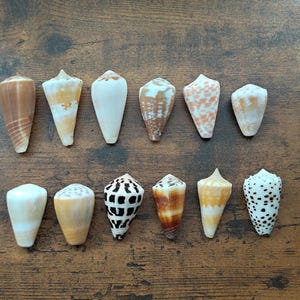 May include: A collection of twelve cone shells arranged in two rows. The shells display various patterns and colors, including solid tan, white, brown checkered, orange spotted, and dark brown speckled designs, each with a distinct conical shape.