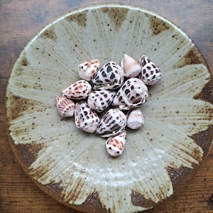 Puede incluir: Una colección de pequeñas conchas marinas en forma de cono con patrones de manchas marrones y negras que descansan en el centro de un plato de cerámica beige redondo con un diseño radial moteado de color marrón oscuro en el borde.