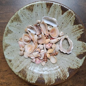Puede incluir: Una colección de varias conchas marinas pequeñas de colores claros que descansan en el centro de un plato de cerámica redondo y moteado. El plato presenta una base de color beige claro con patrones de pétalos radiantes en marrón oscuro.