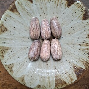 以下が含まれることがあります： 複雑な茶色のジグザグ模様が施された6つの楕円形のタカラガイが、3つずつ2列に並んでいます。貝殻は、中心から放射状に広がる濃い茶色の斑点のある花びらのようなデザインが特徴の、オフホワイトの丸い陶器の皿の上に置かれています。