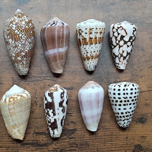 Puede incluir: Una colección de ocho conchas cónicas dispuestas en dos filas. Las conchas muestran varios patrones, incluyendo redes geométricas marrones y blancas, bandas de color canela sólido, manchas marrones oscuras y marcas negras y blancas a cuadros.