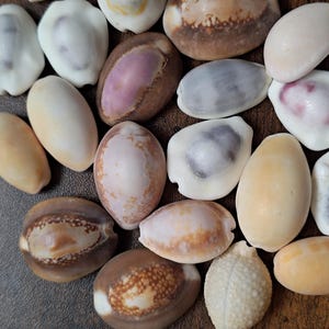 May include: A collection of various cowrie shells in shades of white, cream, tan, brown, and purple. The shells feature smooth, glossy surfaces with oval shapes, some displaying speckled patterns, dark central markings, or textured ridges.