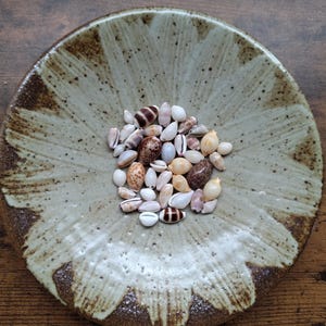 May include: A shallow, round ceramic bowl with a speckled, light-coloured centre and dark brown, textured edges. The bowl contains a collection of small, smooth sea shells in various shades of white, tan, brown, and grey with striped patterns.