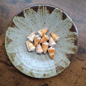 May include: A collection of ten small, cone-shaped seashells with orange, white, and brown patterns resting in the center of a round, shallow ceramic bowl featuring a speckled, light beige glaze and a dark brown, textured rim.