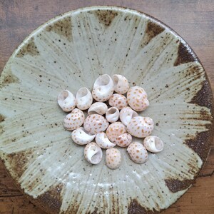 Può includere: Una collezione di piccole conchiglie color bianco sporco con macchie marroni raggruppate al centro di un piatto in ceramica rotondo e poco profondo. Il piatto presenta una smaltatura color crema con motivi a petalo marrone scuro.
