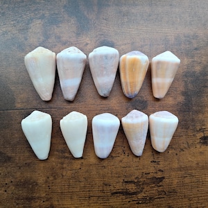 Puede incluir: Una colección de diez conchas marinas en forma de cono dispuestas en dos filas. Las conchas muestran varios tonos naturales de blanco, crema, beige y marrón claro, con superficies lisas y cónicas con variaciones en patrones de color.