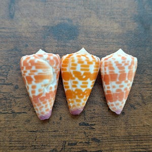 Puede incluir: Tres conchas cónicas dispuestas en fila, cada una con un color base blanco y un patrón repetitivo de marcas rectangulares naranjas. Las conchas tienen un ápice puntiagudo y una base estrecha con un tono rosado en la punta de cada una.