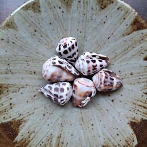 May include: Five cone shells with white and brown spotted patterns arranged in a cluster. The shells feature a smooth, conical shape with distinct dark brown rectangular markings against a cream-coloured background, resting in a shallow bowl.