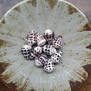 May include: A collection of nine small cone-shaped seashells with a white base and dark brown checkered patterns, resting in the centre of a round, shallow ceramic bowl featuring a speckled beige and brown glaze with a radial brushstroke design.