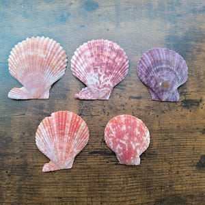 Può includere: Cinque conchiglie di capasanta disposte in gruppo. Le conchiglie presentano un design a ventaglio con creste radiali e colori vari, tra cui rosa chiaro, magenta intenso, viola e arancione corallo con motivi bianchi maculati sulla superficie.