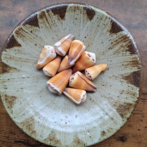 May include: A collection of small, cone-shaped seashells with smooth, tan and white patterned surfaces, resting in the centre of a round, speckled ceramic dish featuring a light beige base and dark brown, radiating petal-like edges.