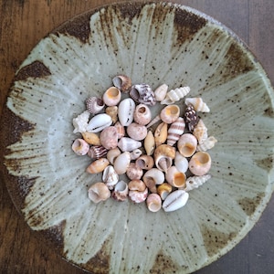 Set of 50 very small seashells, shells for crafts, cone shell