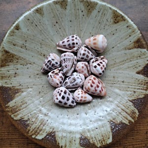 May include: A collection of eleven small, cone-shaped seashells with brown and black spotted patterns resting in a shallow, round ceramic bowl. The bowl features a light beige centre with a radiating, textured design and a dark brown, speckled rim.