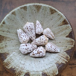 Puede incluir: Una colección de siete conchas cónicas blancas con manchas de color marrón oscuro dispuestas en un grupo. Las conchas son lisas y cónicas, con un patrón en espiral de marcas. Cada concha tiene un ápice puntiagudo y una abertura estrecha.