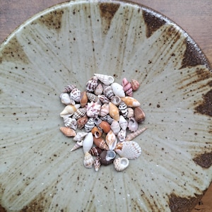 Könnte beinhalten: Eine Sammlung kleiner, mehrfarbiger Muscheln in verschiedenen Formen und Mustern, darunter weiße, braune, beige und rosafarbene Töne, die in der Mitte einer runden, gesprenkelten, hellgrünen Keramikschale mit dunkelbraunen, strahlenförmigen Pinselstrichen liegen.