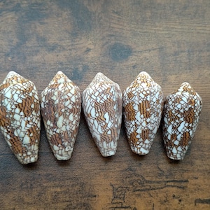 May include: Five cone shells arranged in a row, each featuring a distinct brown and white reticulated pattern. The shells have a tapered, conical shape with a pointed apex and a smooth, polished surface texture, displaying natural variations in colour.