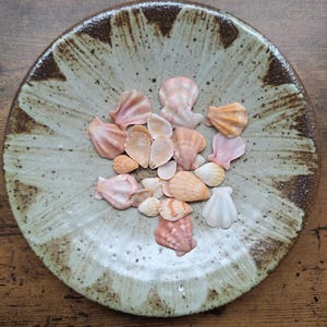 Peut inclure: Un plat rond en céramique avec un vernis beige et brun moucheté contenant une collection de petits coquillages délicats dans des tons de rose, pêche et blanc. Le plat présente un motif en forme de pétales rayonnant depuis le centre.