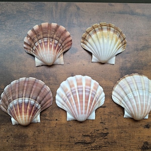 Può includere: Cinque conchiglie di capasanta naturali disposte in gruppo. Ogni conchiglia presenta un design a ventaglio con distinte creste radiali e una tavolozza di colori che spazia dal bianco crema e beige pallido alle tonalità bruno-rossastre con motivi organici.