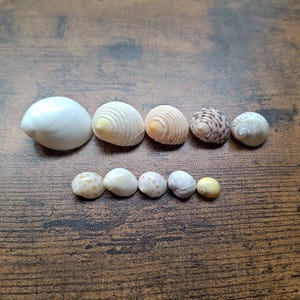 Può includere: Una collezione di dieci piccole conchiglie disposte su due file. La fila superiore presenta cinque conchiglie più grandi nei toni del bianco, crema e marrone con motivi a spirale. La fila inferiore contiene cinque conchiglie più piccole, lisce e arrotondate, di colore bianco e giallo.