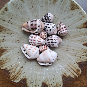 May include: A collection of small, cone-shaped seashells with brown and white spotted patterns resting in a shallow, round ceramic bowl featuring a speckled, light beige glaze with dark brown, radiating brushstroke accents along the edges.