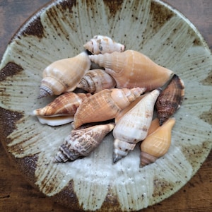 Può includere: Una collezione di varie conchiglie a spirale nelle tonalità del marrone chiaro, marrone e crema, adagiate all'interno di una ciotola in ceramica rotonda e poco profonda. La ciotola presenta uno smalto chiaro maculato con motivi a petalo.